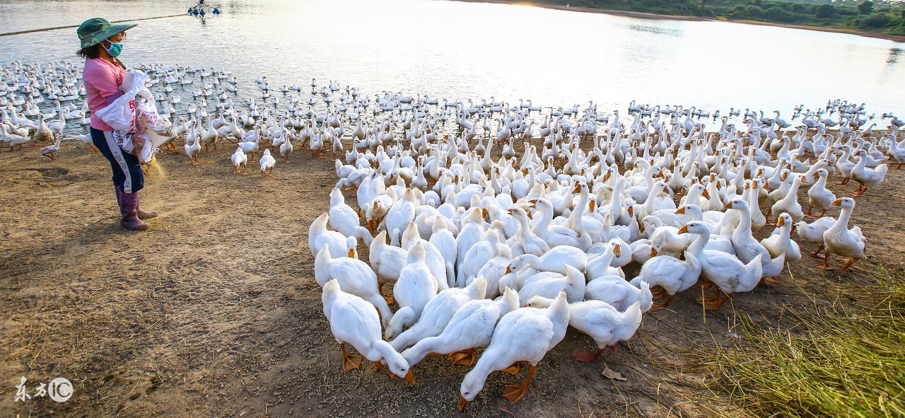 提高鹅产蛋率用什么药好,喂什么提高鸽子产蛋量