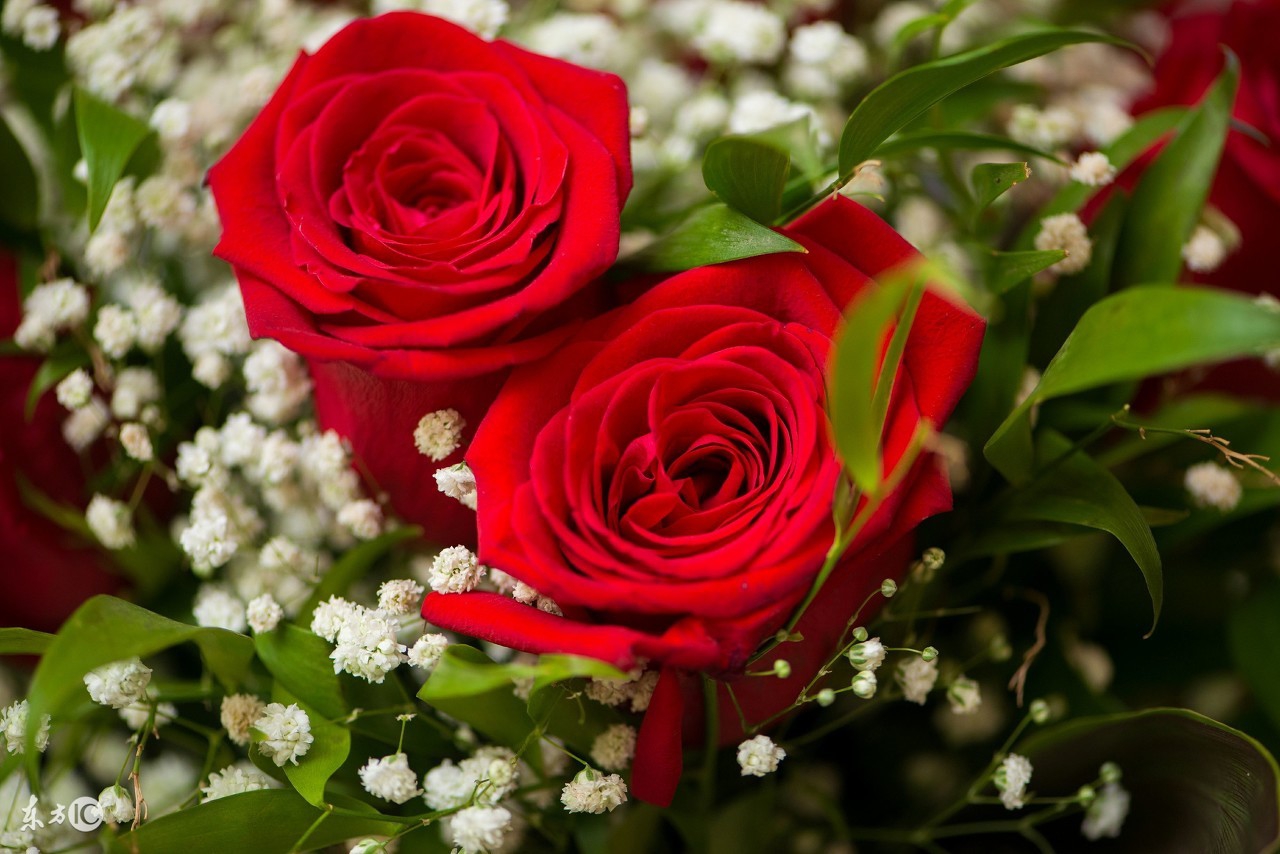 花店买的玫瑰花基本都是月季吗,在花店买的玫瑰拿回家该怎么养