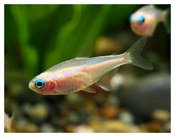 小型红绿灯热带观赏鱼大全,淡水热带红绿灯鱼