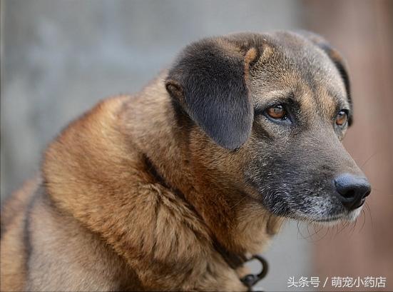 怎么问别人家狗是不是还活着,家里的狗死了要怎么处理
