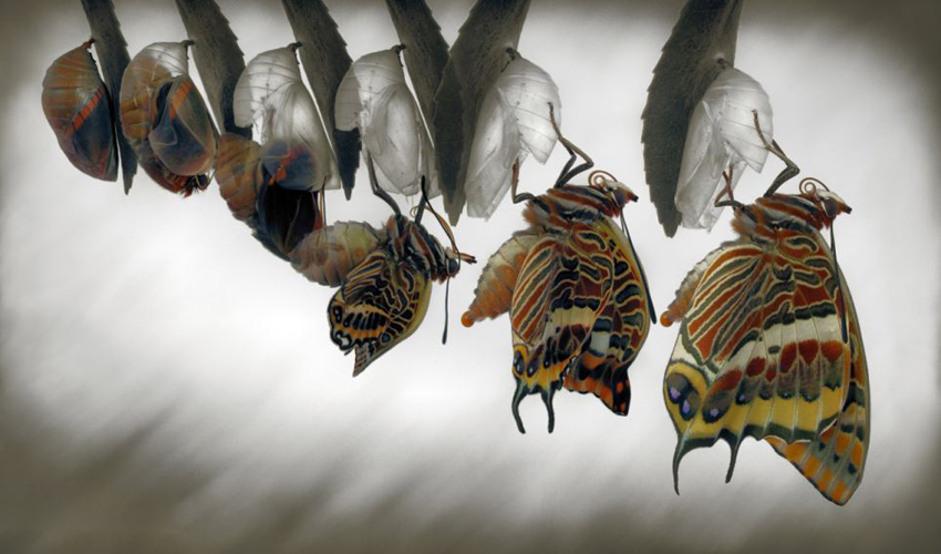 一叶一菩提全部歌词,音乐一花一叶一菩提