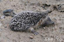 刺猬的医用知识,关于刺猬的科普知识