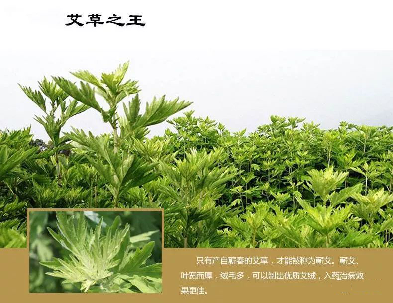 为什么说五月初五的艾叶是最好的,五月初五以后的艾叶还有功效吗