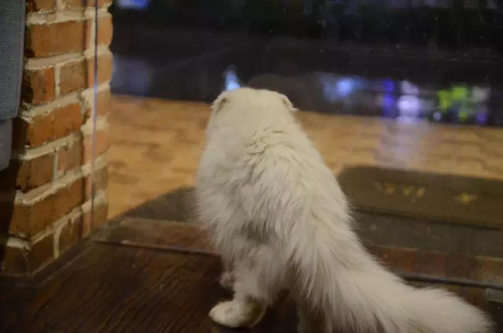 杭州可以撸猫的店,杭州撸猫地方推荐