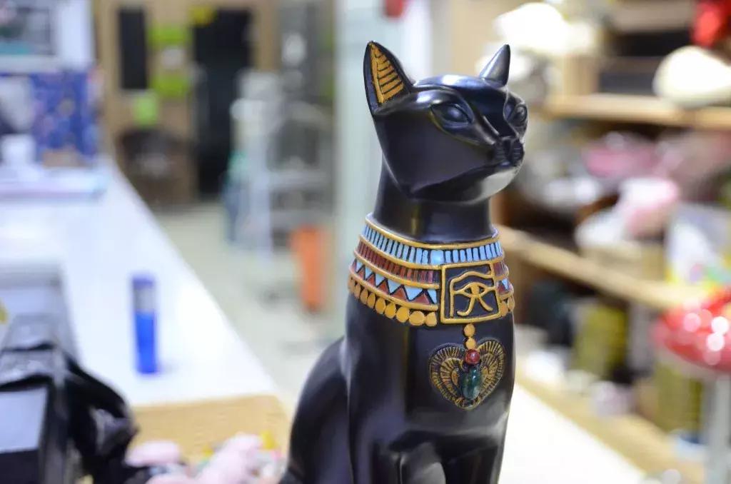 杭州可以撸猫的店,杭州撸猫地方推荐