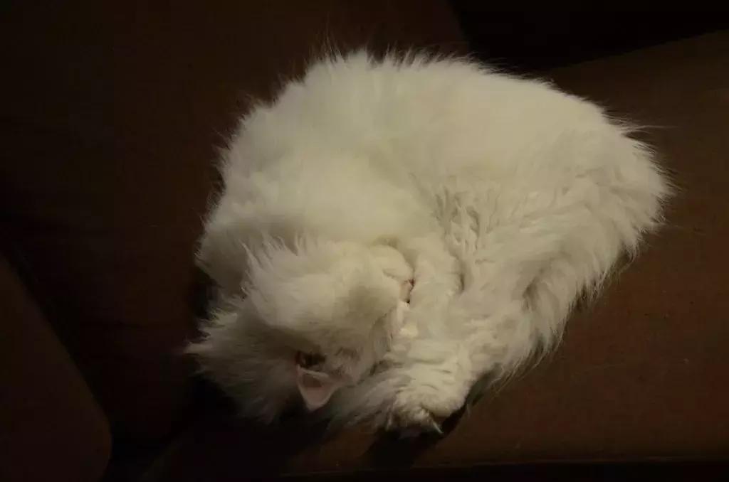 杭州可以撸猫的店,杭州撸猫地方推荐