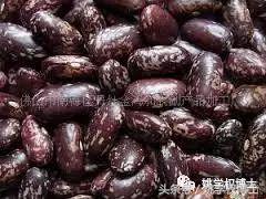 何为发物的图片,何为发物的意义