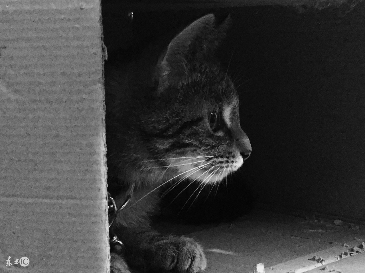 猫咪受伤露出骨头怎么急救,猫咪身上突然出现外伤怎么处理