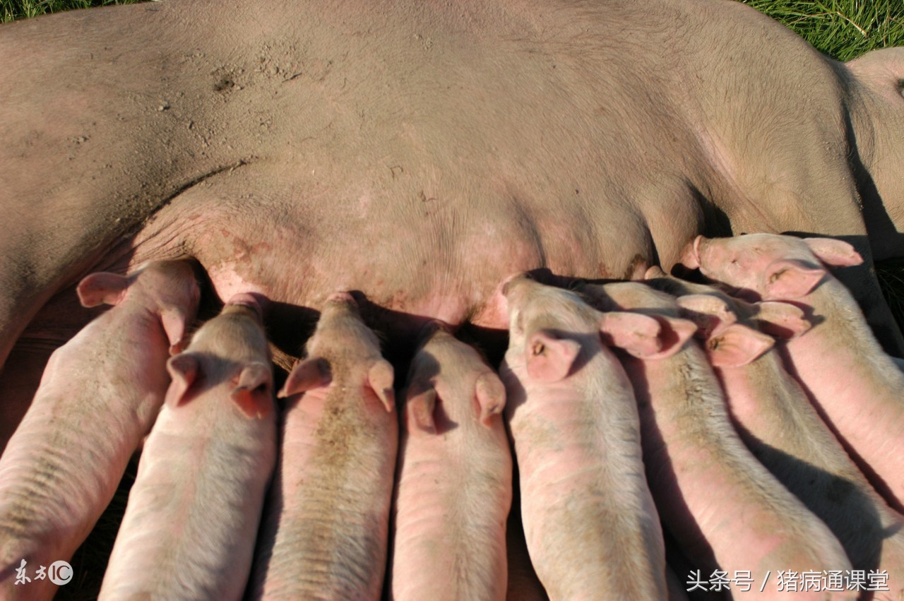 怀孕母猪如何用药物压制蓝耳,怀孕母猪不能吃的中药