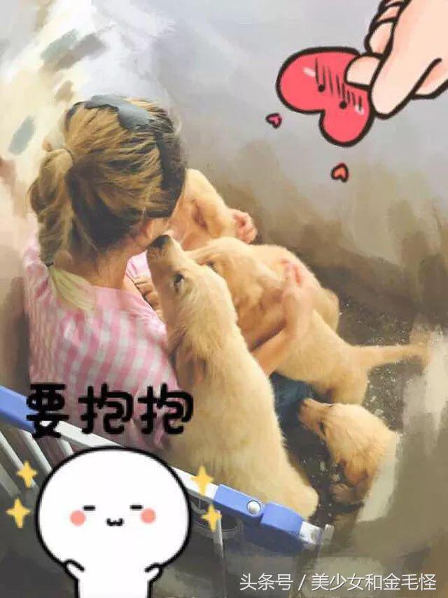 母犬需要注意的问题：难产，如何正确认识、预防和治疗难产呢？