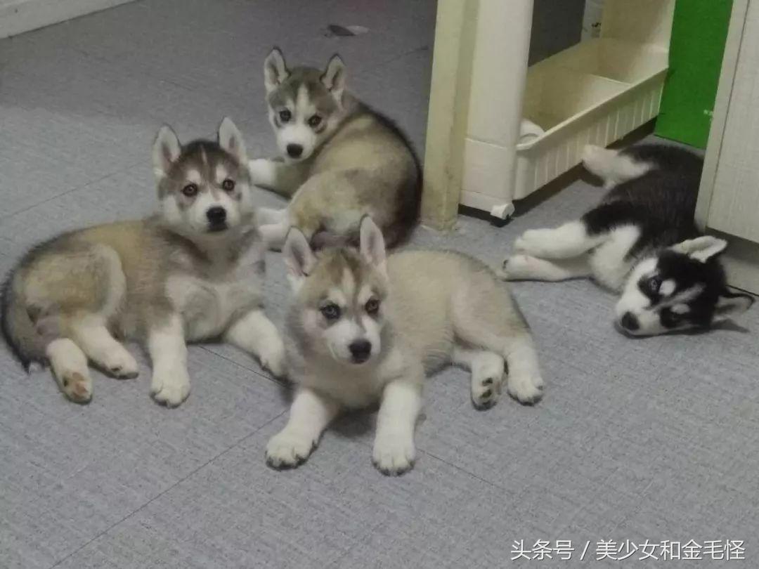 母犬需要注意的问题：难产，如何正确认识、预防和治疗难产呢？