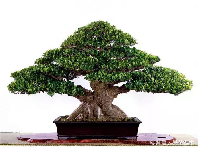 榕树掉叶是什么原因引起的,人参榕树掉叶怎么回事