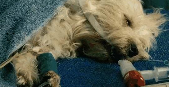 澳洲大量狗舔蟾蜍上瘾,狗狗舔到蟾蜍有没有事