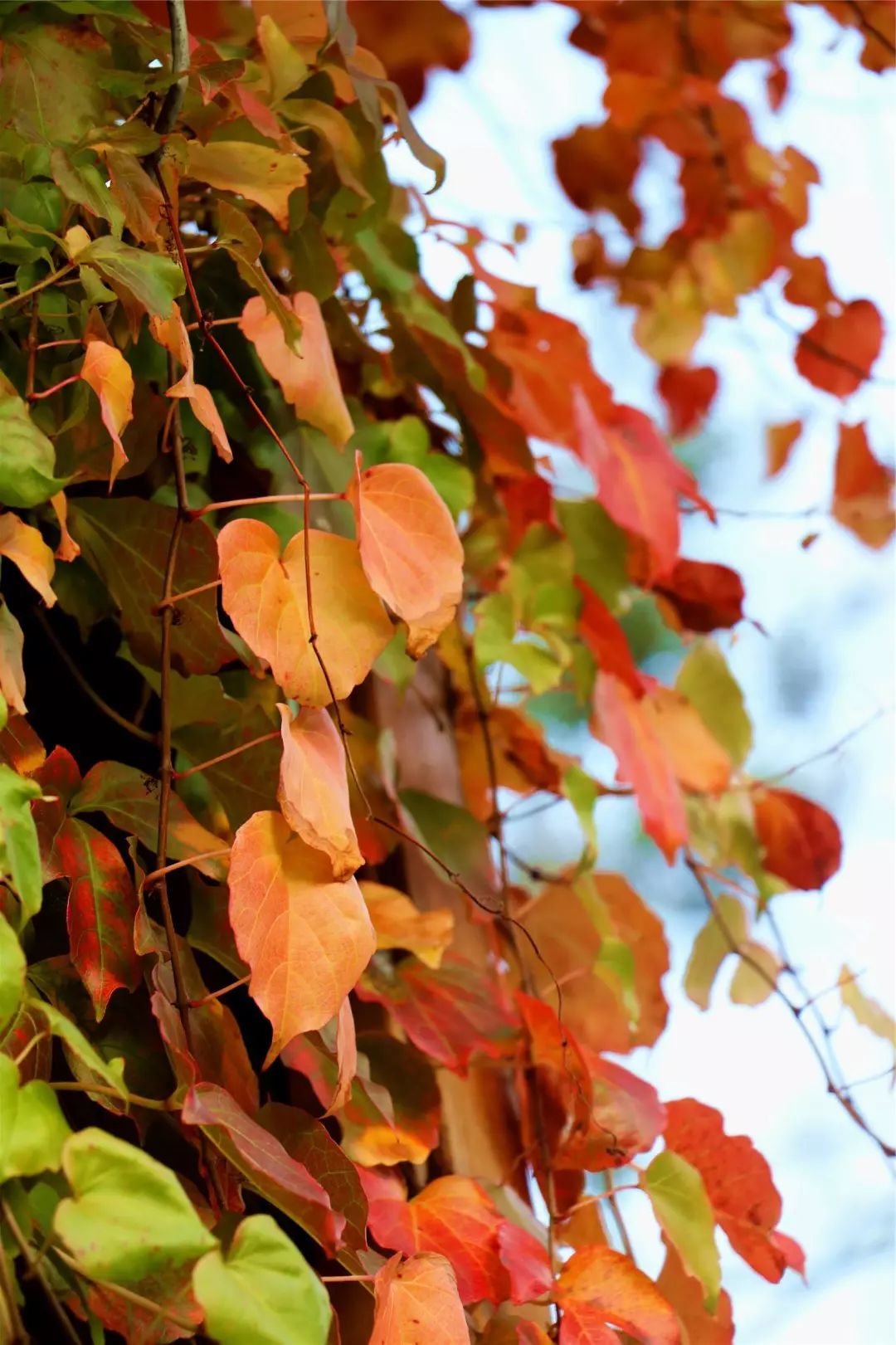 福利丨粤北越北,风景更美,邀你到丹霞灵溪过个红红火火东北年