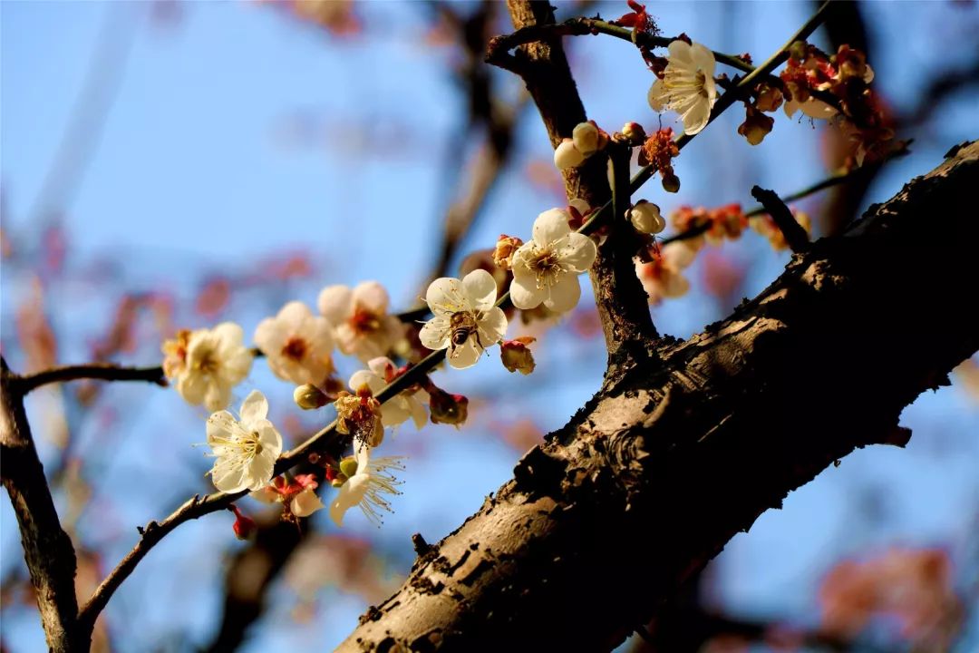 福利丨粤北越北,风景更美,邀你到丹霞灵溪过个红红火火东北年