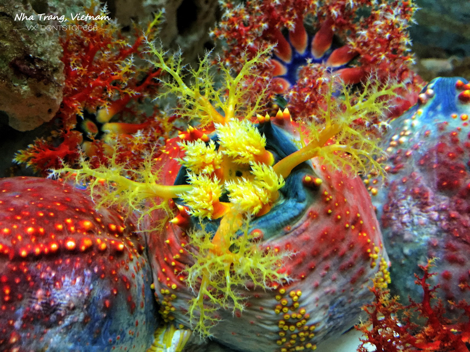 芽庄大海之旅,芽庄海上之旅