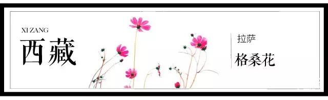 盘点史上最全中国各城市市花,中国各大城市的市花分别是什么