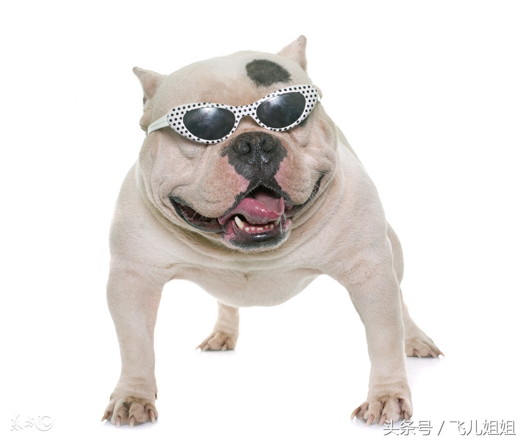 狗和犬的性格有什么区别,狗性格智商综合排名