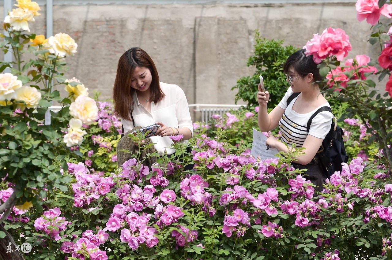 花店买的玫瑰花基本都是月季吗,在花店买的玫瑰拿回家该怎么养