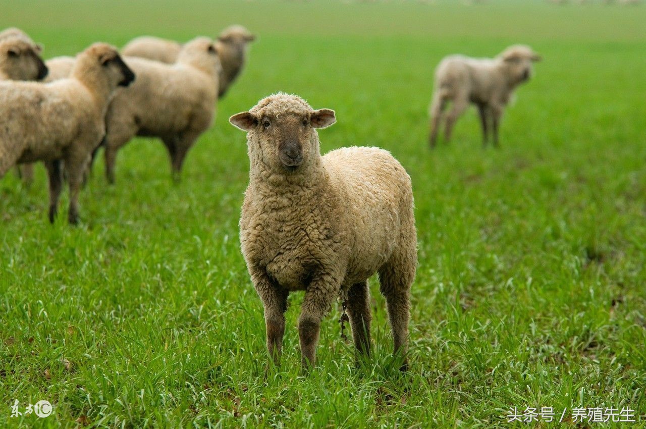 最新活羊价格在什么网站,最新活羊价格怎样