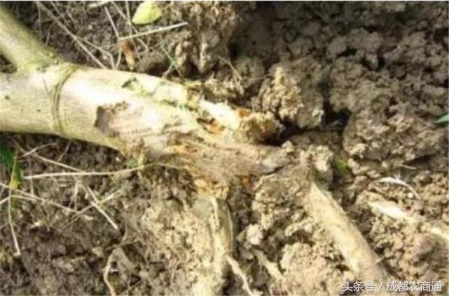 苦守荒山数十载,宝剑锋从磨砺出!