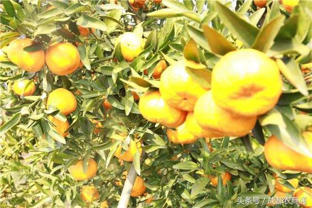 苦守荒山数十载,宝剑锋从磨砺出!