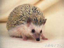 刺猬的医用知识,关于刺猬的科普知识