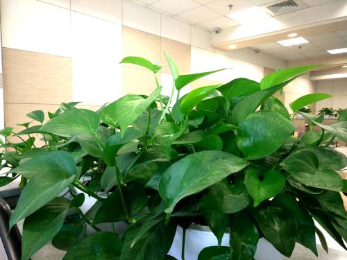 家里藤蔓植物,适合室外盆栽种植的藤蔓植物