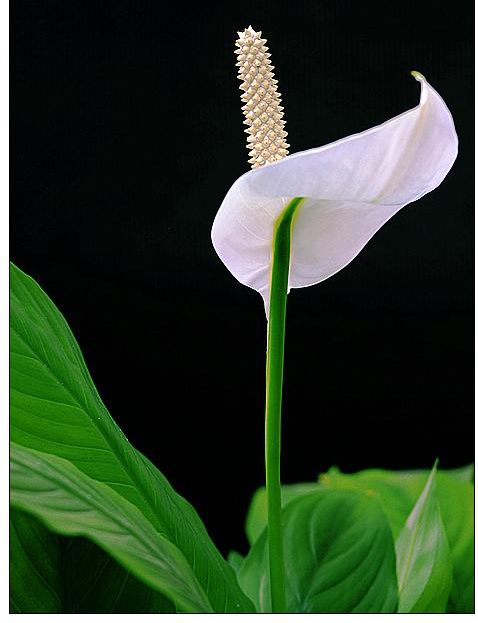 白掌盆栽一帆风顺黄叶了咋办,白掌一帆风顺养殖方法和注意事项