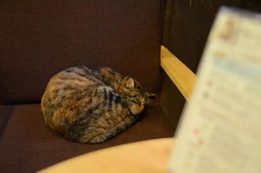 杭州可以撸猫的店,杭州撸猫地方推荐