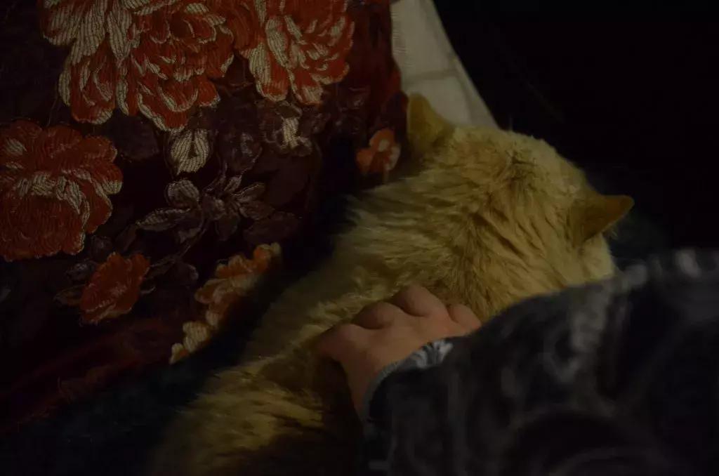 杭州可以撸猫的店,杭州撸猫地方推荐