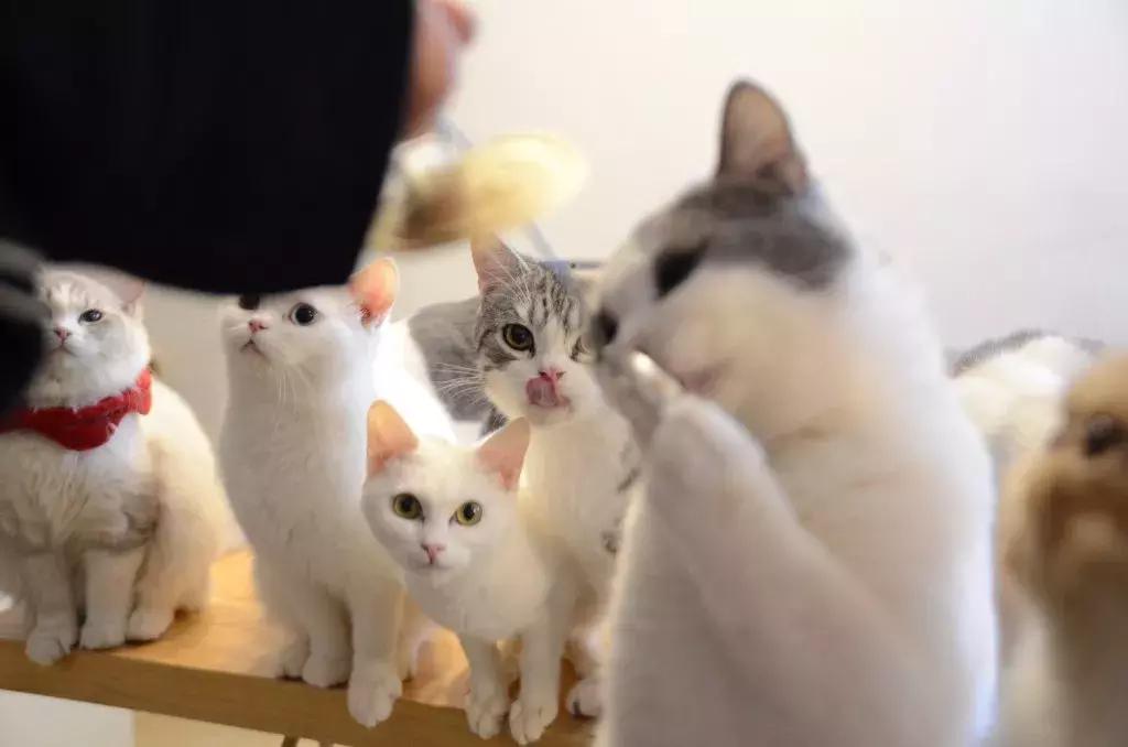 杭州可以撸猫的店,杭州撸猫地方推荐