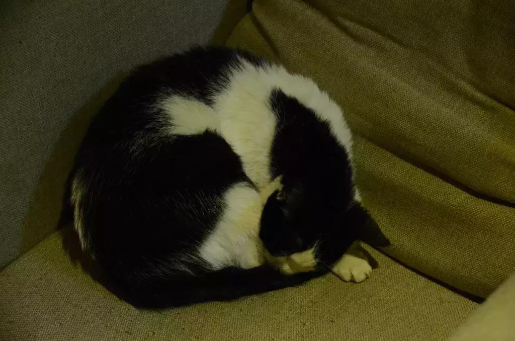 杭州可以撸猫的店,杭州撸猫地方推荐