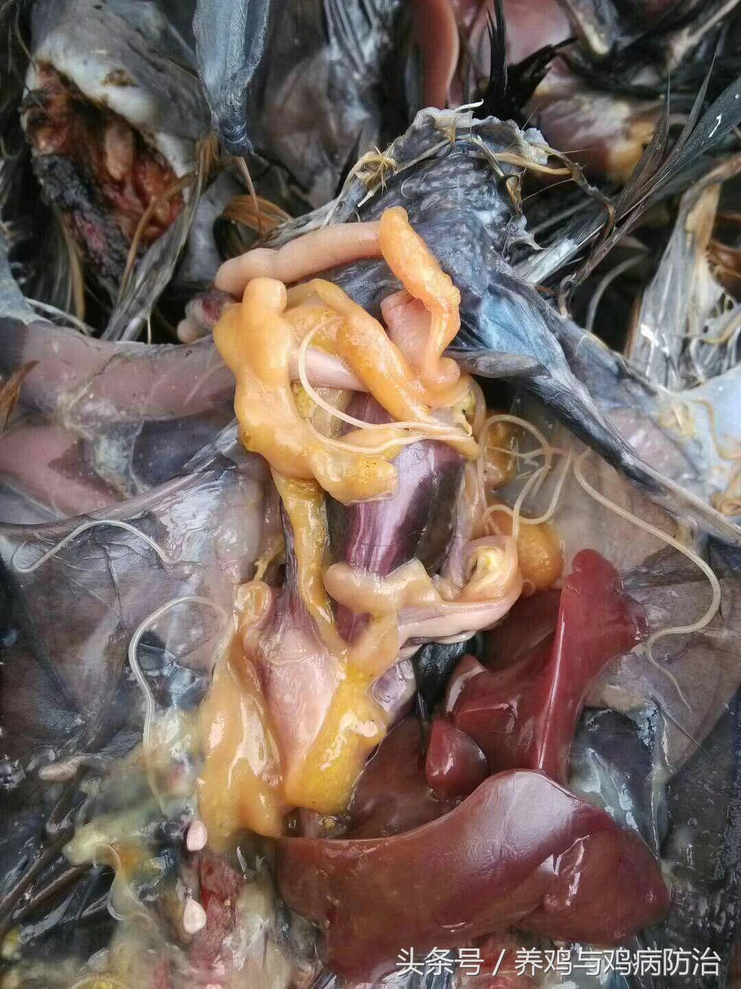 养鸡大全全部视频,养鸡视频大全100只鸡