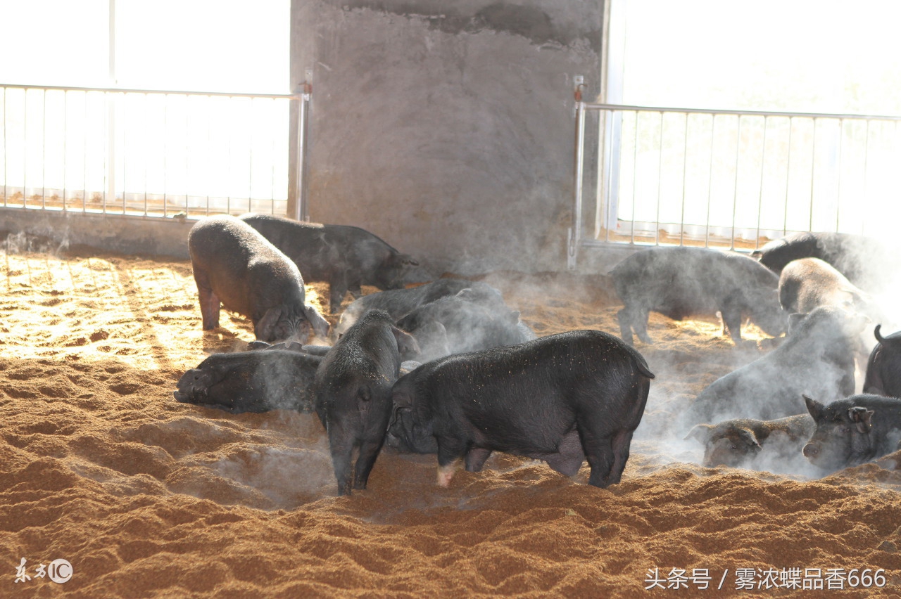 如何制作发酵床不用菌种,养猪发酵床