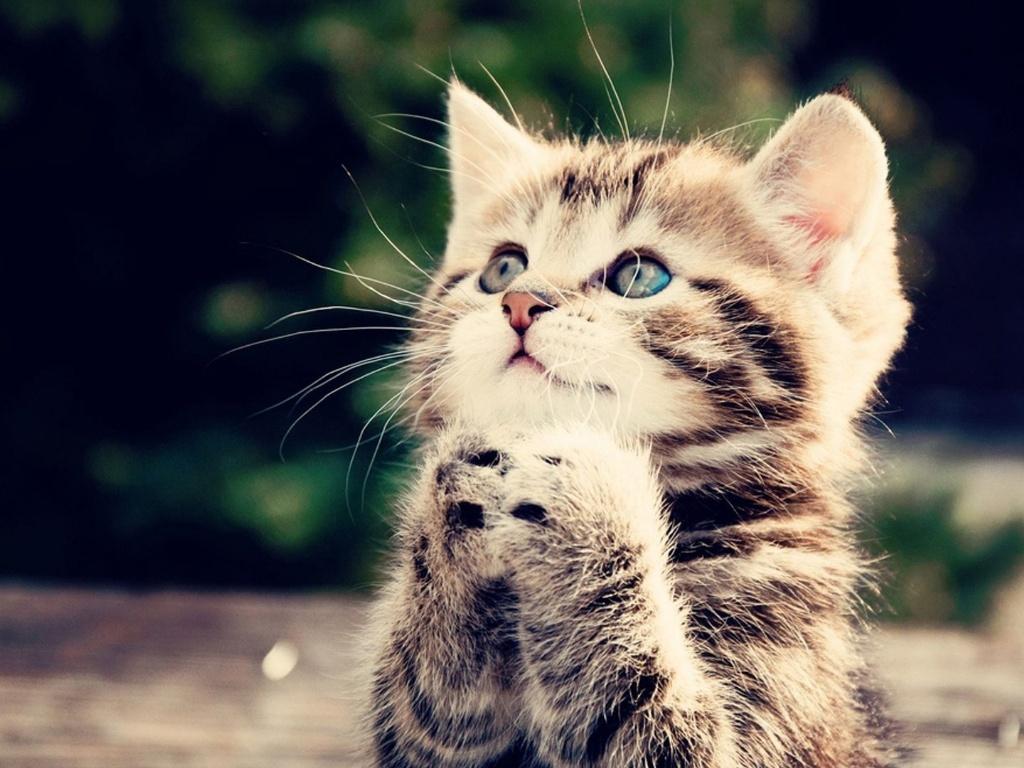 猫是不是真的有九条命,猫有九条命唯有一颗心