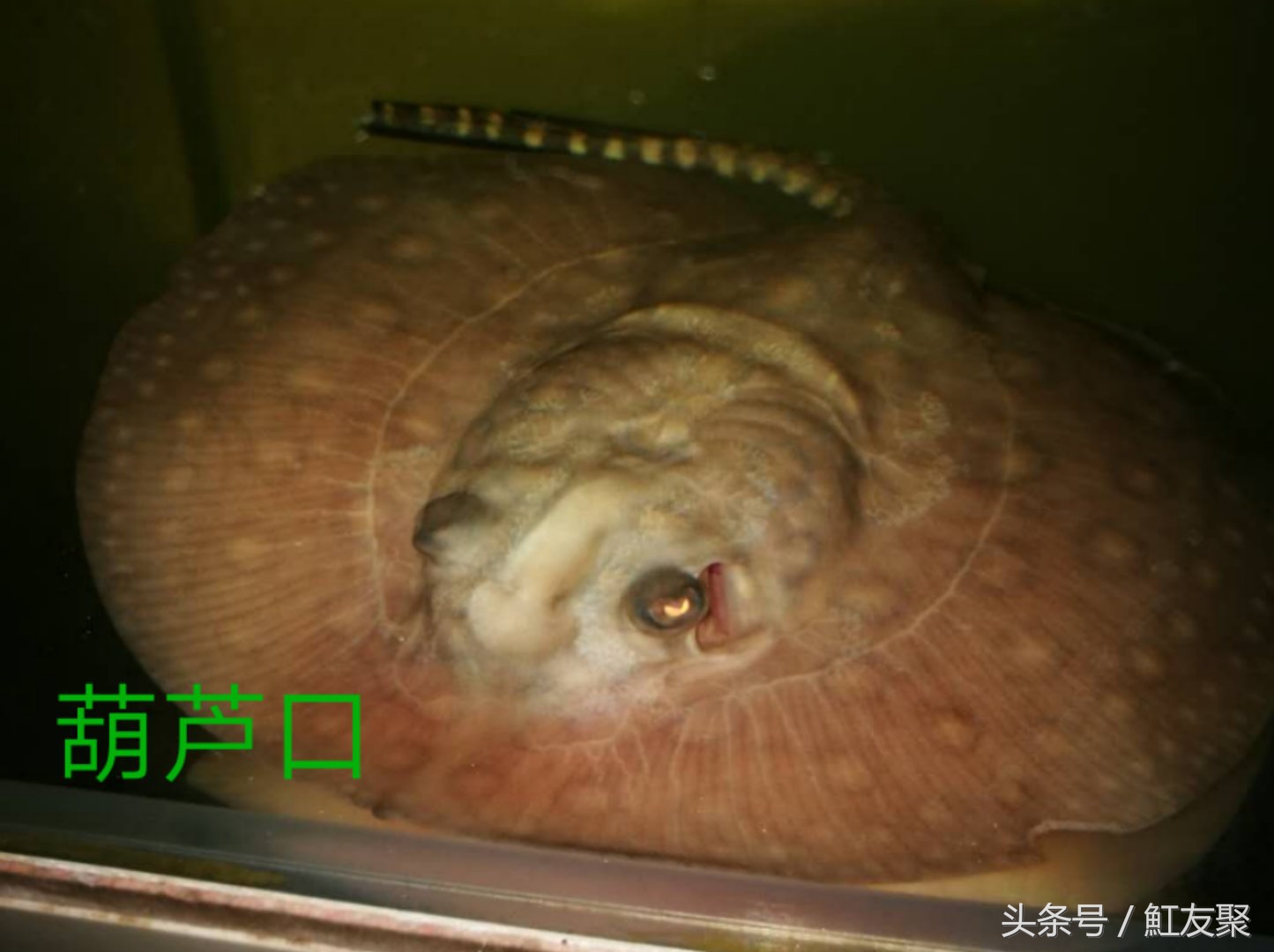 要怎样养好魟鱼,魟鱼最佳饲养方法