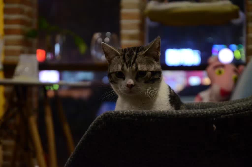 杭州可以撸猫的店,杭州撸猫地方推荐