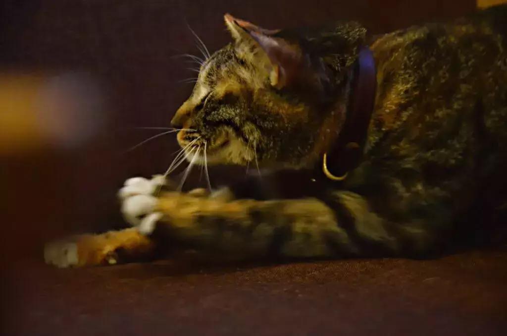 杭州可以撸猫的店,杭州撸猫地方推荐