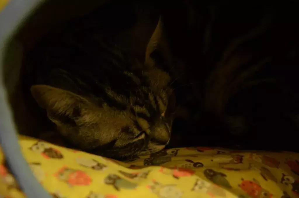 杭州可以撸猫的店,杭州撸猫地方推荐