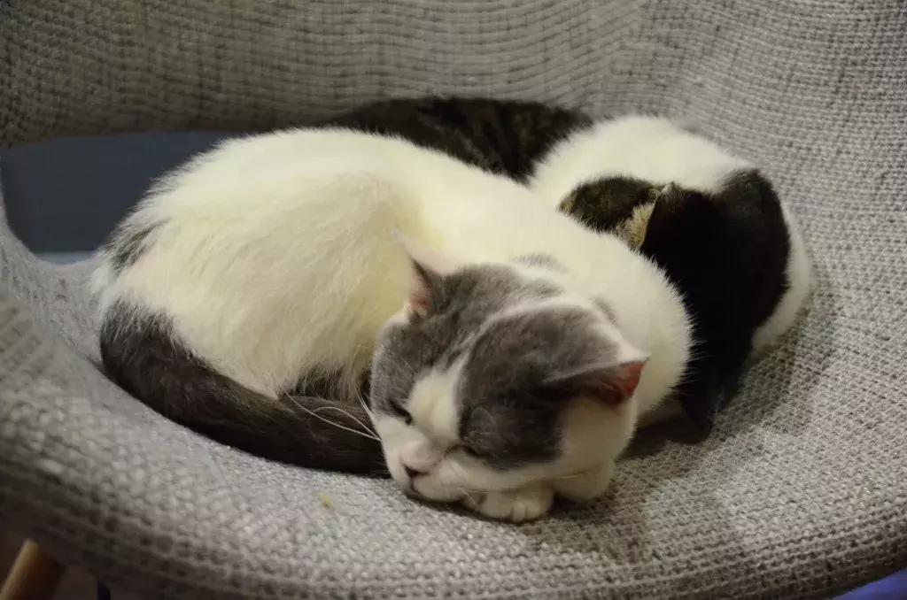 杭州可以撸猫的店,杭州撸猫地方推荐