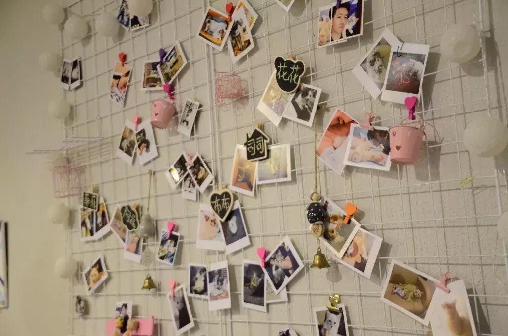 杭州可以撸猫的店,杭州撸猫地方推荐