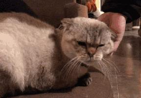 杭州可以撸猫的店,杭州撸猫地方推荐