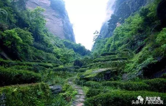 品种香、工艺香、山场香，其中的奥妙你们知道吗？