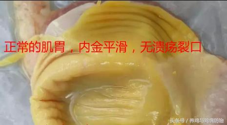 养鸡大全全部视频,养鸡视频大全100只鸡