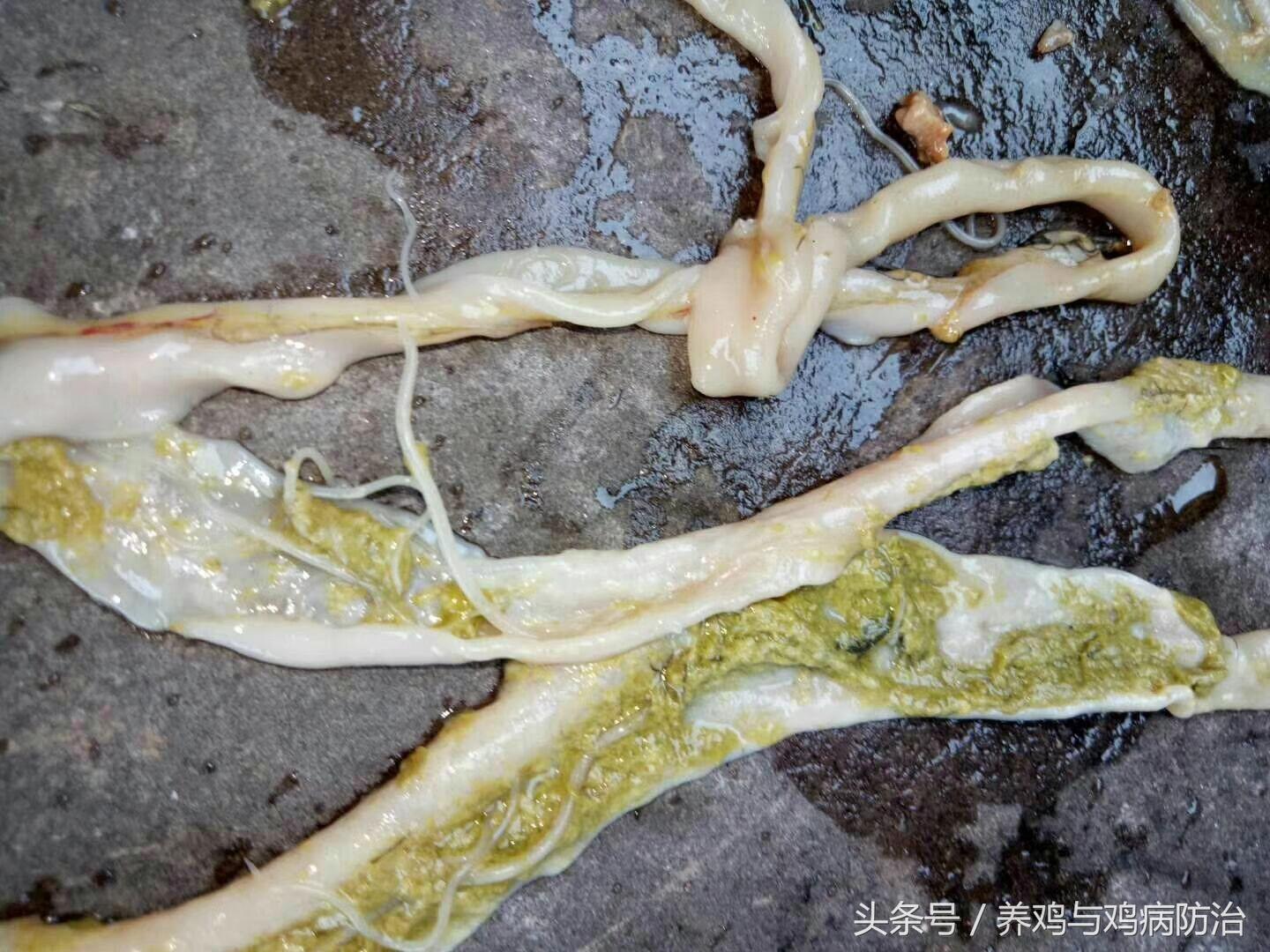 养鸡大全全部视频,养鸡视频大全100只鸡