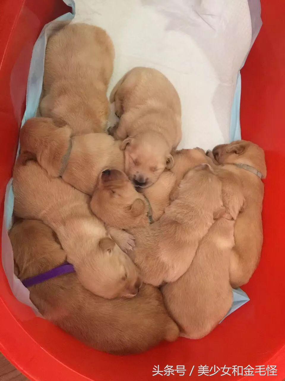 母犬需要注意的问题：难产，如何正确认识、预防和治疗难产呢？