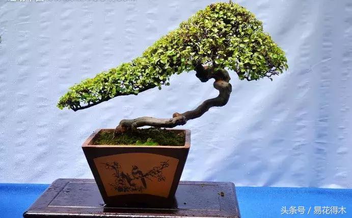 榕树掉叶是什么原因引起的,人参榕树掉叶怎么回事