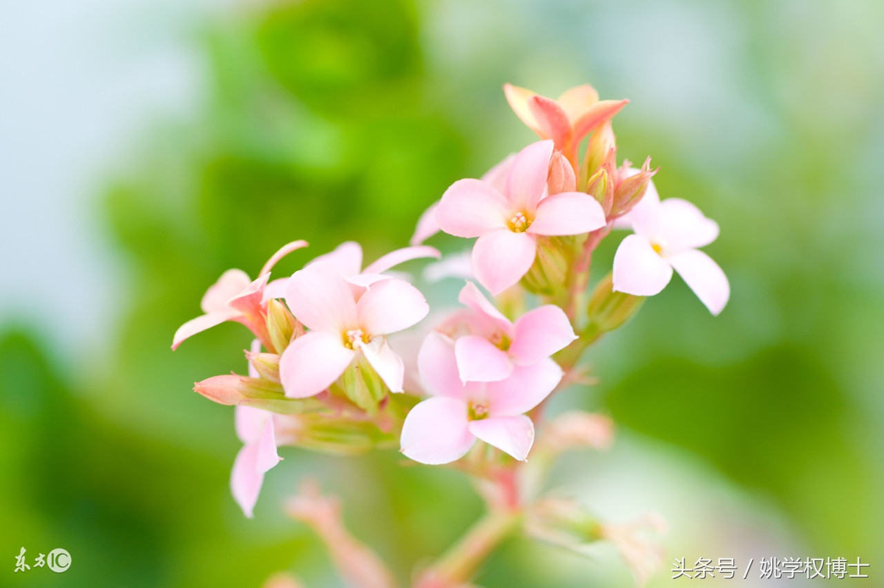 何为发物的图片,何为发物的意义