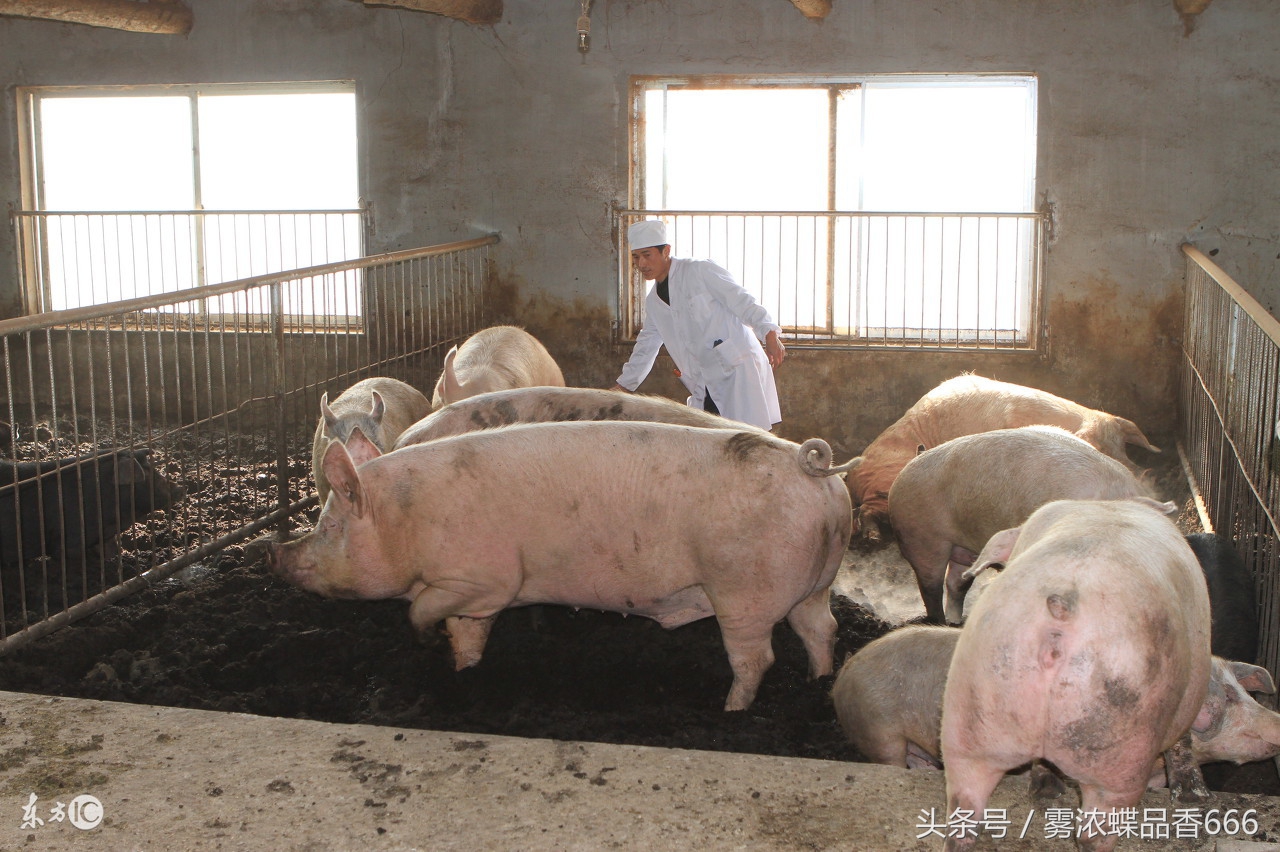 如何制作发酵床不用菌种,养猪发酵床